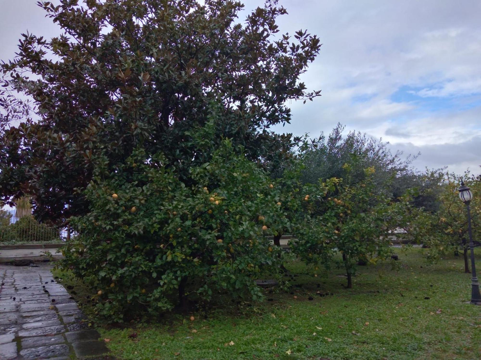 Villa Pellicano -Il Nido กาสเตลลัมมาเร ดิ สตาเบีย ภายนอก รูปภาพ