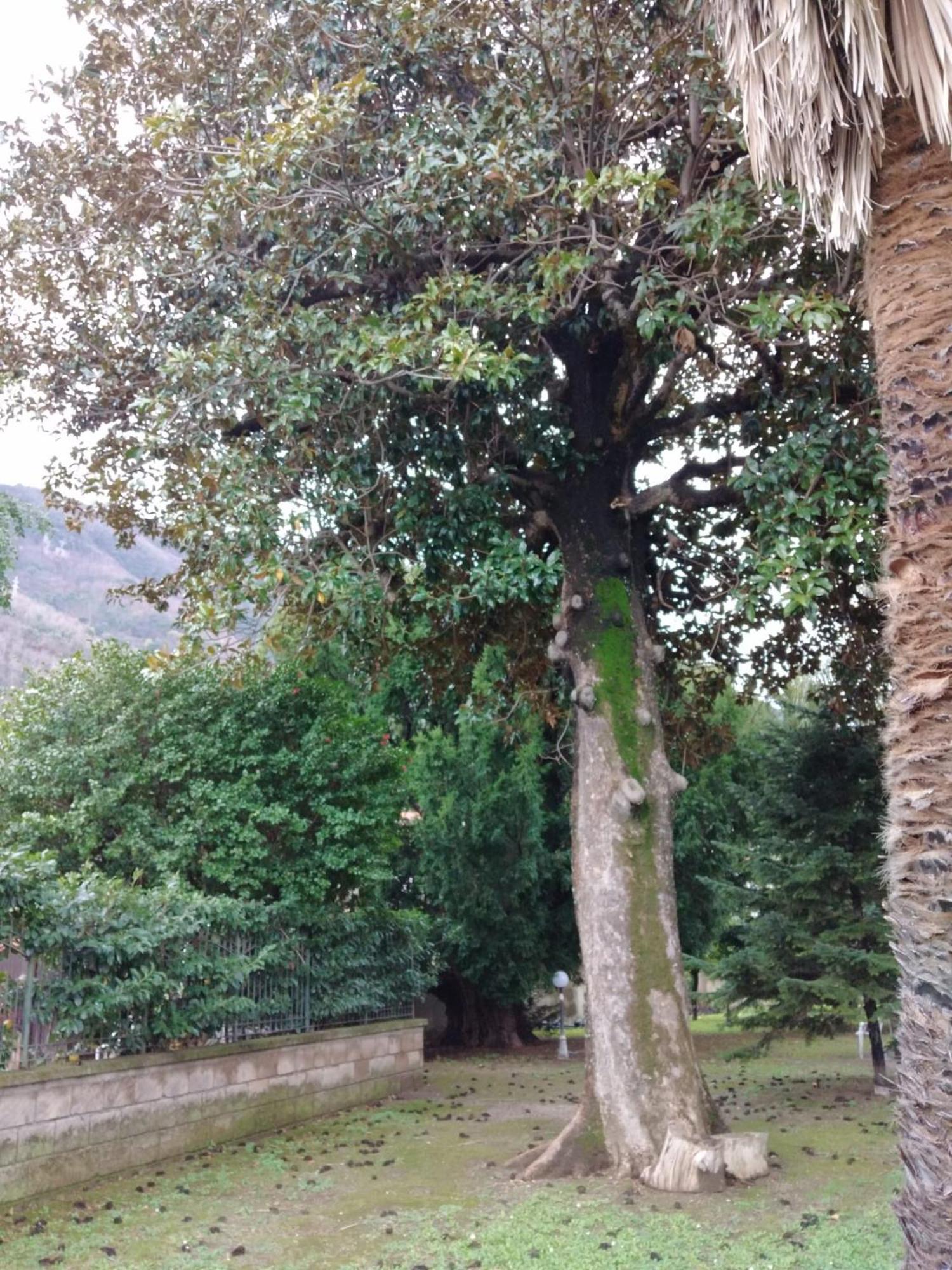 Villa Pellicano -Il Nido กาสเตลลัมมาเร ดิ สตาเบีย ภายนอก รูปภาพ